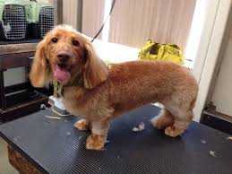 Check spelling or type a new query. 16 Dog Ideas In 2021 Long Haired Dachshund Puppies Dachshund