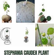 Image result for Stephania cyanantha