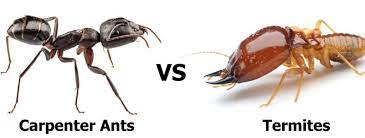Termites and ants are significant life forms in the terrestrial habitat. Carpenter Ants Or Termites Pronto Pest Management