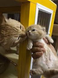 رقة وحنية القطط Cats Animals