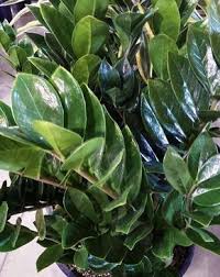 10 Plantes Zero Lumiere Qui Survivent Dans Un Sous Sol Sombre Et Les Pieces Mal Eclairees Plante Pour Jardiniere Plante Interieur Ombre Decoration Jardin