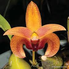 Image result for Bulbophyllum schimperianum