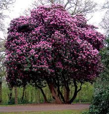 The Rhododendron Bush On Princes Drive Sandringham Known As The Seven Sisters Flowering Trees Trees And Shrubs Beautiful Gardens