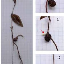 Image result for Faroa involucrata