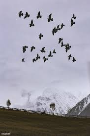 Free Images Birds In Flight Flock Of Birds Flying Over The Foggy Mountains Free Image By Rawpixel Com Eberhard Grossgasteiger Birds Flying Photography Flock Of Birds Birds Flying