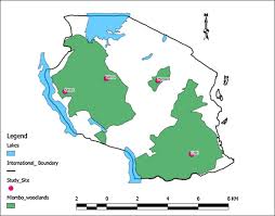 Image result for Monotes adenophyllus