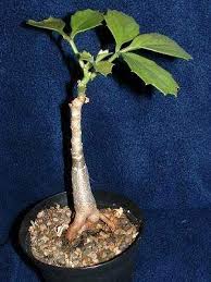 Image result for Cyphostemma quinatum