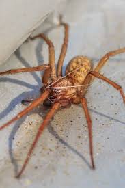 The most telltale characteristic of brown recluse spiders is the presence of a dark while they typically refrain from attacking humans, brown recluse spiders will bite if provoked. Hobo Spider Bite Symptoms Treatment And Stages