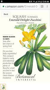 To ensure a good stand, we recommend planting zucchini seeds every 12″ along the intended row. Specific Varieties Of Zucchini For Resistance To Mildew Squash Bugs Plus Adventures With Tatume Plants Forum At Permies