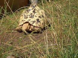 Hunde, katzen, pferde, tierzubehör & mehr finden. Stigmochelys Pardalis Deutscher Trivialname Pantherschildkrote Sandra Und Michael Schmidt