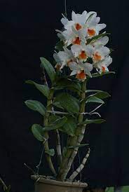 Dendrobium Vejvarut Roongkamol Orchid Propagation Orchid Photography Vanda Orchids