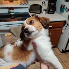 Nederlandse kooikerhondjes (sometimes simply referred to as kooikerhondjes) are members of the sporting group. My Sister S New Puppy Nederlandse Kooikerhondje Aww