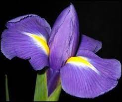 We did not find results for: 25th Anniversary Flower And Meaning Anniversary Gifts By Year