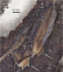 Image result for Monothecium