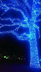 Botanical Gardens St Louis Garden Glow