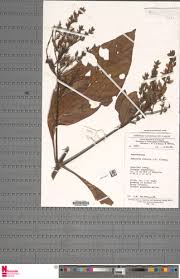 Image result for Justicia buchholzii