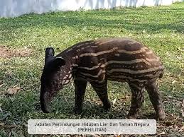 Vai vēlaties pievienot rizab jabatan perlindungan hidupan liar dan taman negara serting izlasei, lai ātri piekļūtu? Kementerian Tenaga Dan Sumber Asli Facebook
