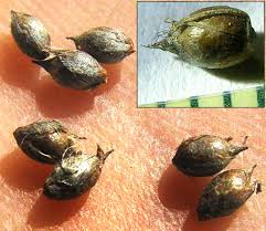 Image result for Cladium mariscus
