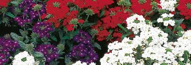 So do a number of others. Plant A Patriotic Flagpole Garden My Garden Life