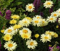 Image result for Leucanthemum