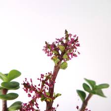 Image result for Polycarpaea prostratum