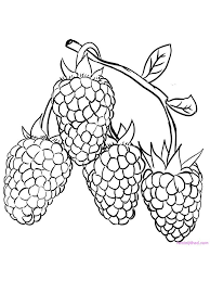 Raspberry Coloring Page Download Raspberries Are The Fruit Of The Family Of Berries Which Have Ver Coloring Pages Fruit Coloring Pages Coloring Pages To Print