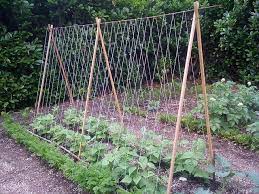 Maybe you would like to learn more about one of these? How To Make A Tomato Trellis Diy Garden Tips