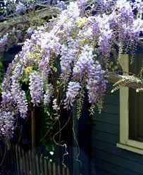 Beautiful Los Angeles Wisteria Vines Vines Wisteria Outdoor Gardens