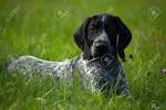 Wirehaired German Shorthaired Pointer