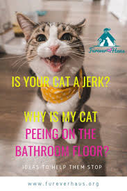 Is Your Cat A Jerk With Images Cat Training Cat Training Scratching Cat Behavior