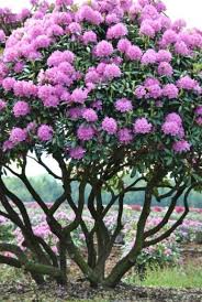 Van Den Berk Nurseries Large Sizes Garden Trees Garden Shrubs Ornamental Trees