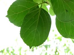 Image result for Premna serratifolia