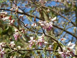 Image result for Lonchocarpus