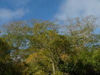 Image result for Brachystegia torrei