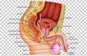 Male Reproductive System Anatomy Human Body Human