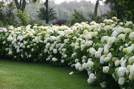 Introduced by bailey nurseries, the endless summer® line of hydrangeas bloom on both old wood and new growth. Best Hydrangeas For Every Climate Hydrangea Growing Conditions