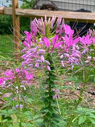 Image result for Cleomaceae