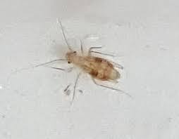 Bei aller liebe zu den lebewesen im reich von mutter natur, wollen wir umherwuselnde insekten nicht in unserem unmittelbaren umfeld haben. Winzige Insekten Im Haus Bitte Dringend Um Hilfe Biologie Haustiere Haushalt