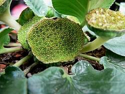 Image result for Dorstenia schliebenii