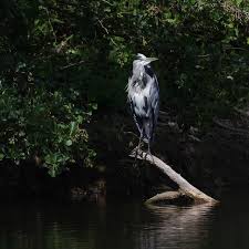 Der Muss Erst Mal Gucken Ob Alles Ok Ist Pentax Ricoh Ricohpentax Pentax560 Graureiher Greyheron Nabu Wildlifephotography Natu With Images Bald Eagle Animals Eagle