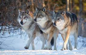 Dog Breed Closest To A Wolf Dog Breeds