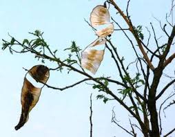 Image result for Burttdavya