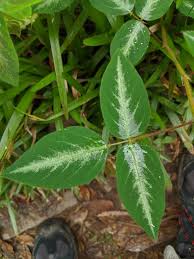 Image result for Desmodium uncinatum