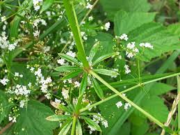 Image result for Galium chloroionanthum