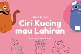 Sama halnya dengan manusia, kucing ini juga memerlukan makanan dengan kandungan nutrisi yang seimbang di dalamnya. 6 Ciri Ciri Kucing Mau Melahirkan Yang Spesifik Nona Ternak