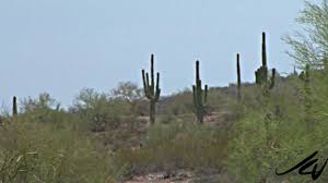 In fact, this giant tree of the desert is alive with activity. Arizona Desert Giant Cactus Youtube Youtube