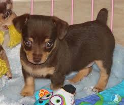 Black And Brown Rat Terrier Chihuahua Mix Chocolate Rat Terrier Puppy Rat Terrier Puppies Rat Terriers Terrier Puppies