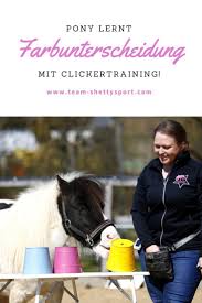 pony lernt farbunterscheidung horse riding online coaching train