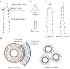 Check spelling or type a new query. Lipid Structures And Shapes A Ionizable Lipids Are Composed Of Three Download Scientific Diagram