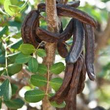 Zeytin ağacının verimli hale gelmesi, 20 yılı bulur ve giderek de verimi artar. Tuplu Asili Kibris Asisi Keci Boynuzu Harnup Fidani